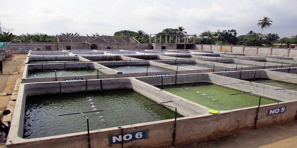 ORGANISATION ET HARMONISATION DES BACS DE MATURATION ALEVIN